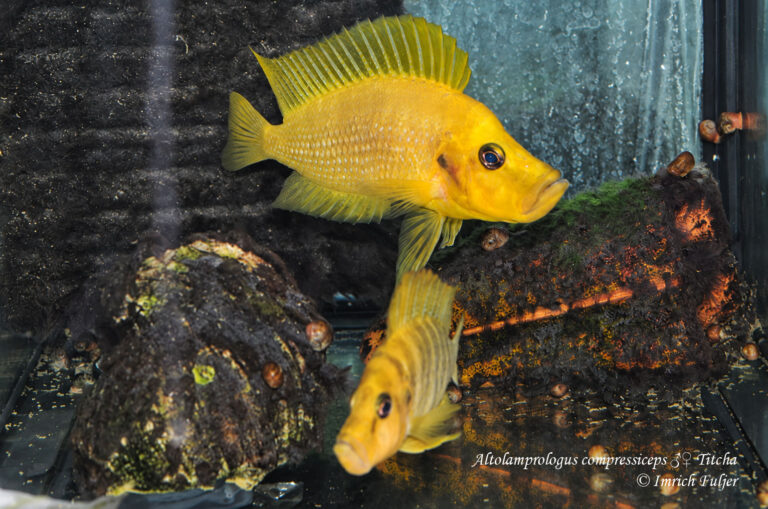 Altolamprologus compressiceps Titcha – profil