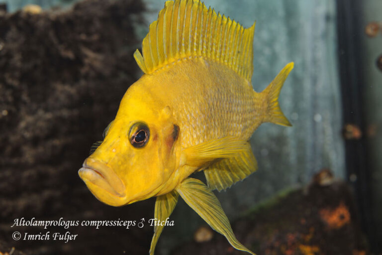 Altolamprologus compressiceps Titcha – detail
