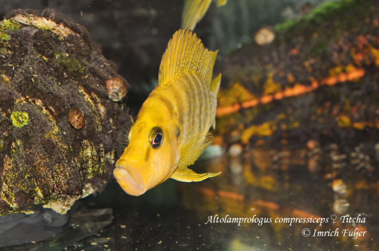 Altolamprologus compressiceps Titcha v akváriu