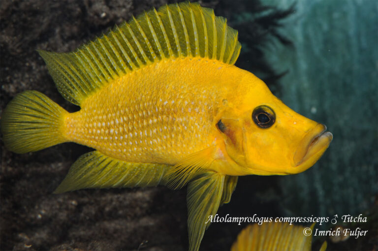 Altolamprologus compressiceps Titcha – pohľad spredu