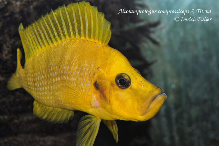 Altolamprologus compressiceps Titcha – dospelý jedinec