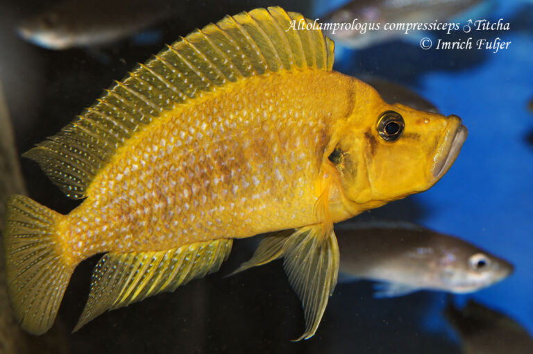 Altolamprologus compressiceps Titcha – bočný pohľad