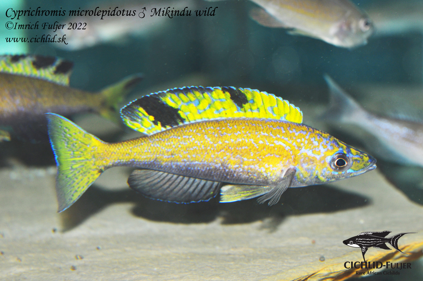 Cyprichromis-microlepidotus-Mikindu-(49)