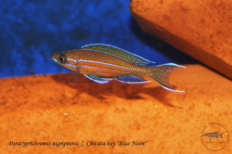 Paracyprichromis nigripinnis ♂ Chituta bay "Blue Neon"