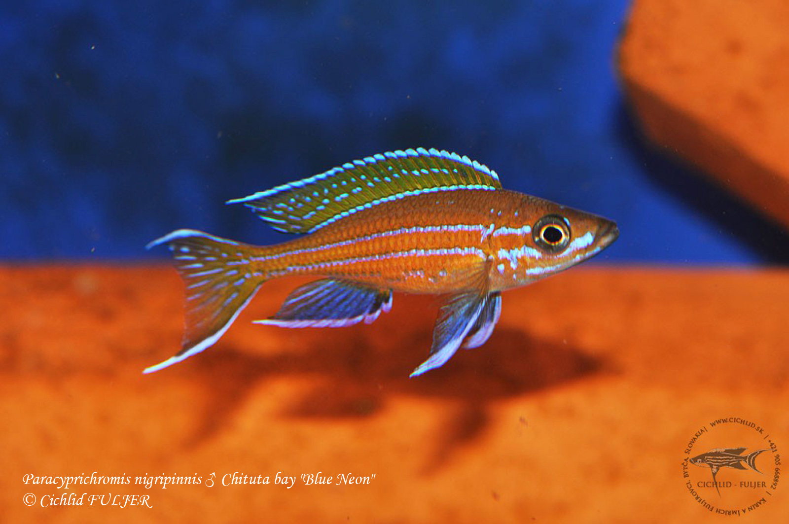 Paracyprichromis nigripinnis ♂ Chituta bay 