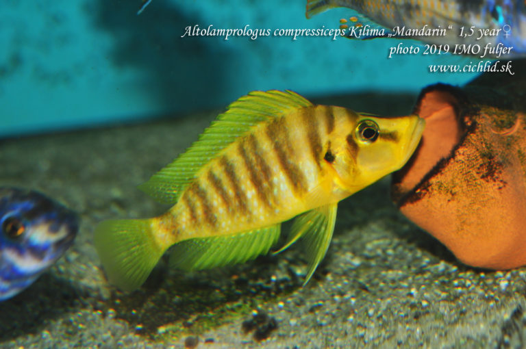 Altolamprologus compressiceps Kilima (Mandarin)