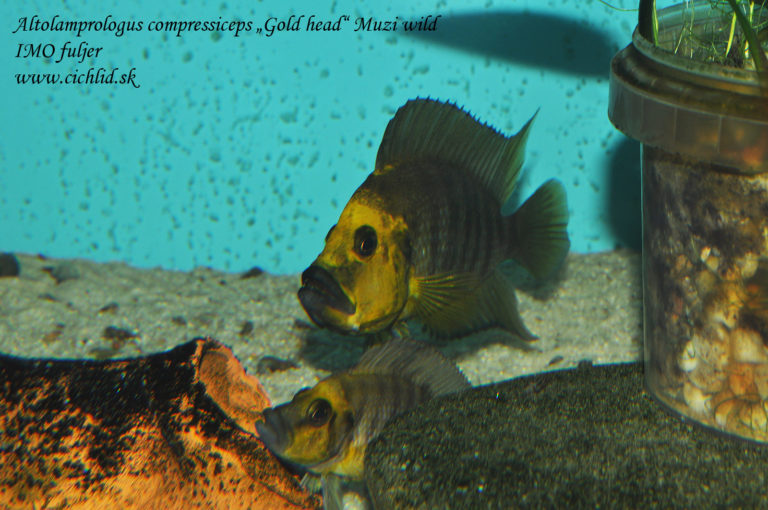 Altolamprologus compressiceps Muzi "Gold head"