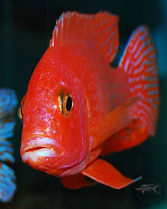 Aulonocara "fire fish Red Dragoon"