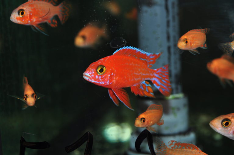 Aulonocara fire fish ♂ "Coral red" 6cm
