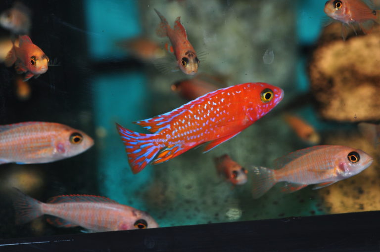 Aulonocara fire fish ♂ "Coral red" 6cm