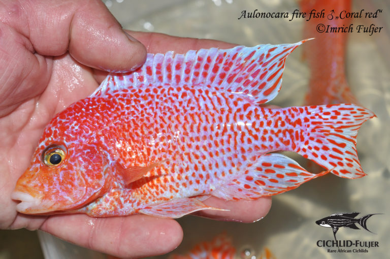 Aulonocara fire fish Coral red