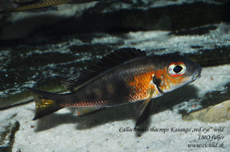Callochromis macrops Kasanga "red eye"