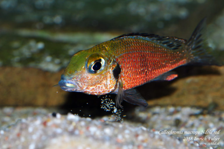 Callochromis macrops ♂ Ndole "Red"