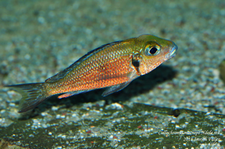 Callochromis macrops ♂ Ndole "Red"
