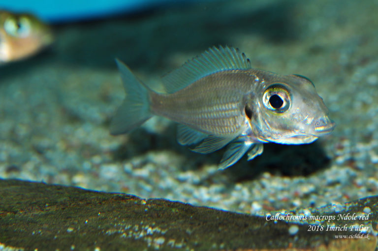 Callochromis macrops ♀ Ndole "Red"