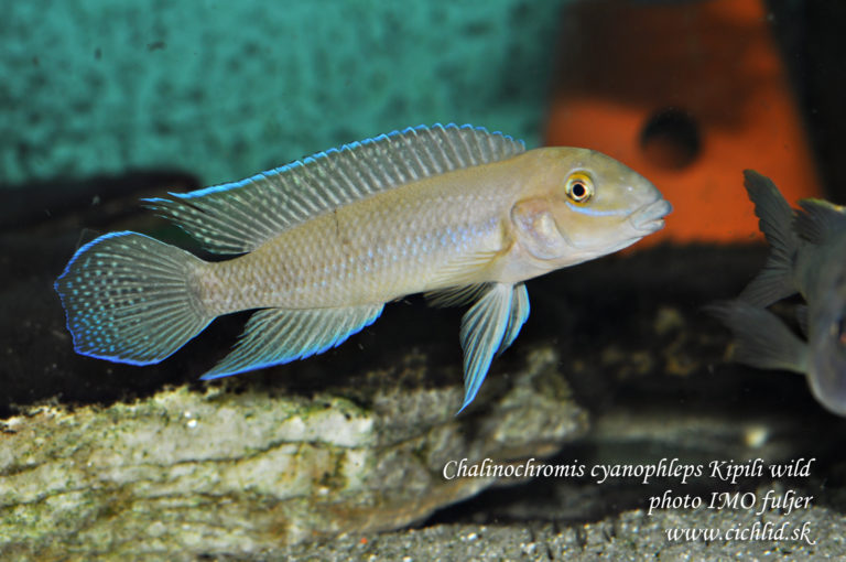 Chalinochromis cyanophleps Kipili