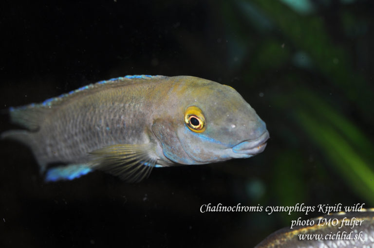 Chalinochromis cyanophleps Kipili