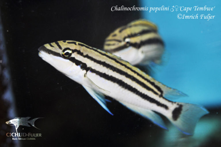 Chalinochromis popelini 'Cape Tembwe'