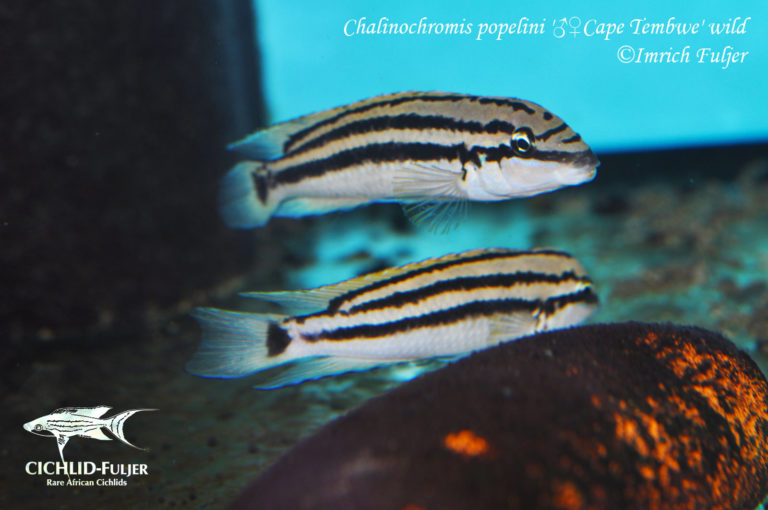 Chalinochromis popelini 'Cape Tembwe'