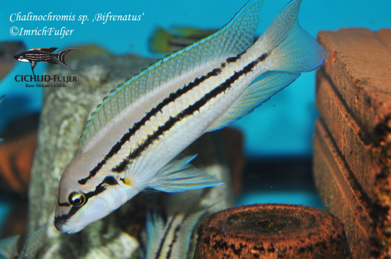 Chalinochromis sp. ‚Bifrenatus‘