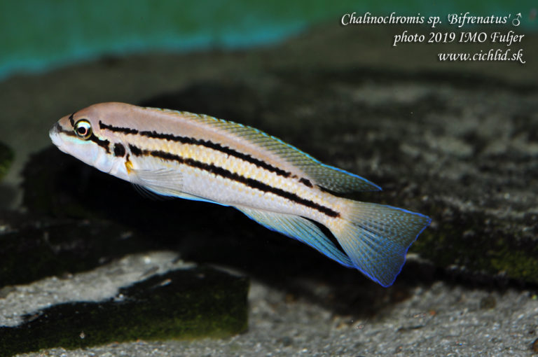 Chalinochromis sp. 'bifrenatus' ♂