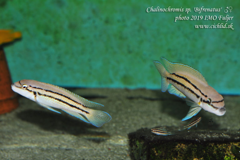 Chalinochromis sp. 'bifrenatus' ♀♂