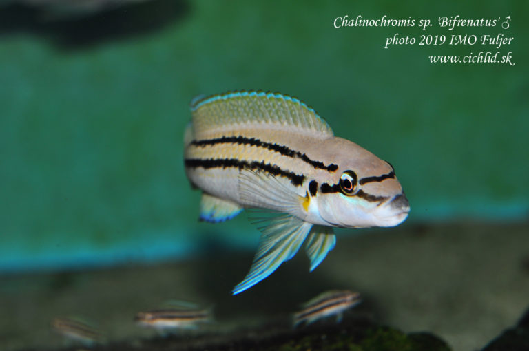 Chalinochromis sp. 'bifrenatus' ♂