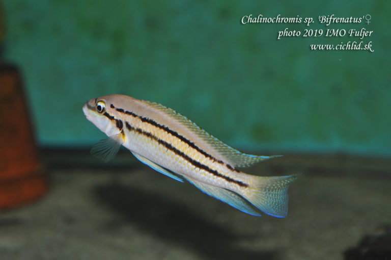 Chalinochromis sp. 'bifrenatus' ♀