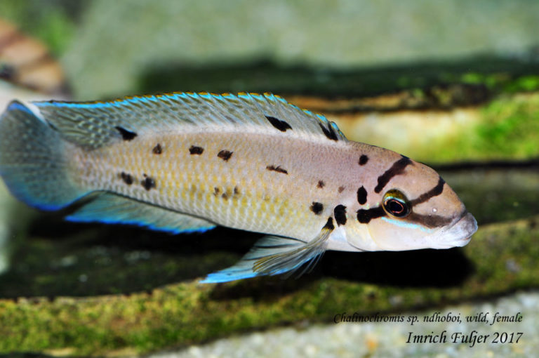 Chalinochromis sp. Ndhoboi