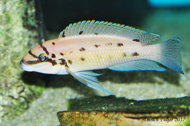 Chalinochromis sp. Ndhoboi