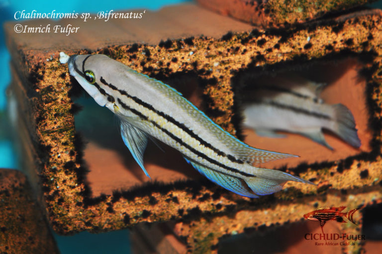 Chalinochromis sp. ‚Bifrenatus‘