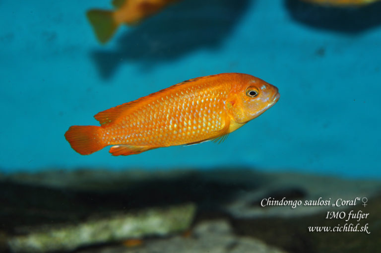 Chindongo saulosi „Coral“ ♀
