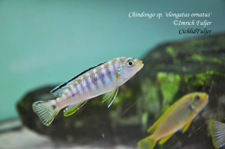 Chindongo sp. 'elongatus ornatus'