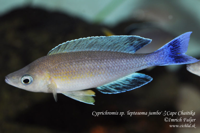 Cyprichromis sp. 'leptosoma jumbo' Chaitika