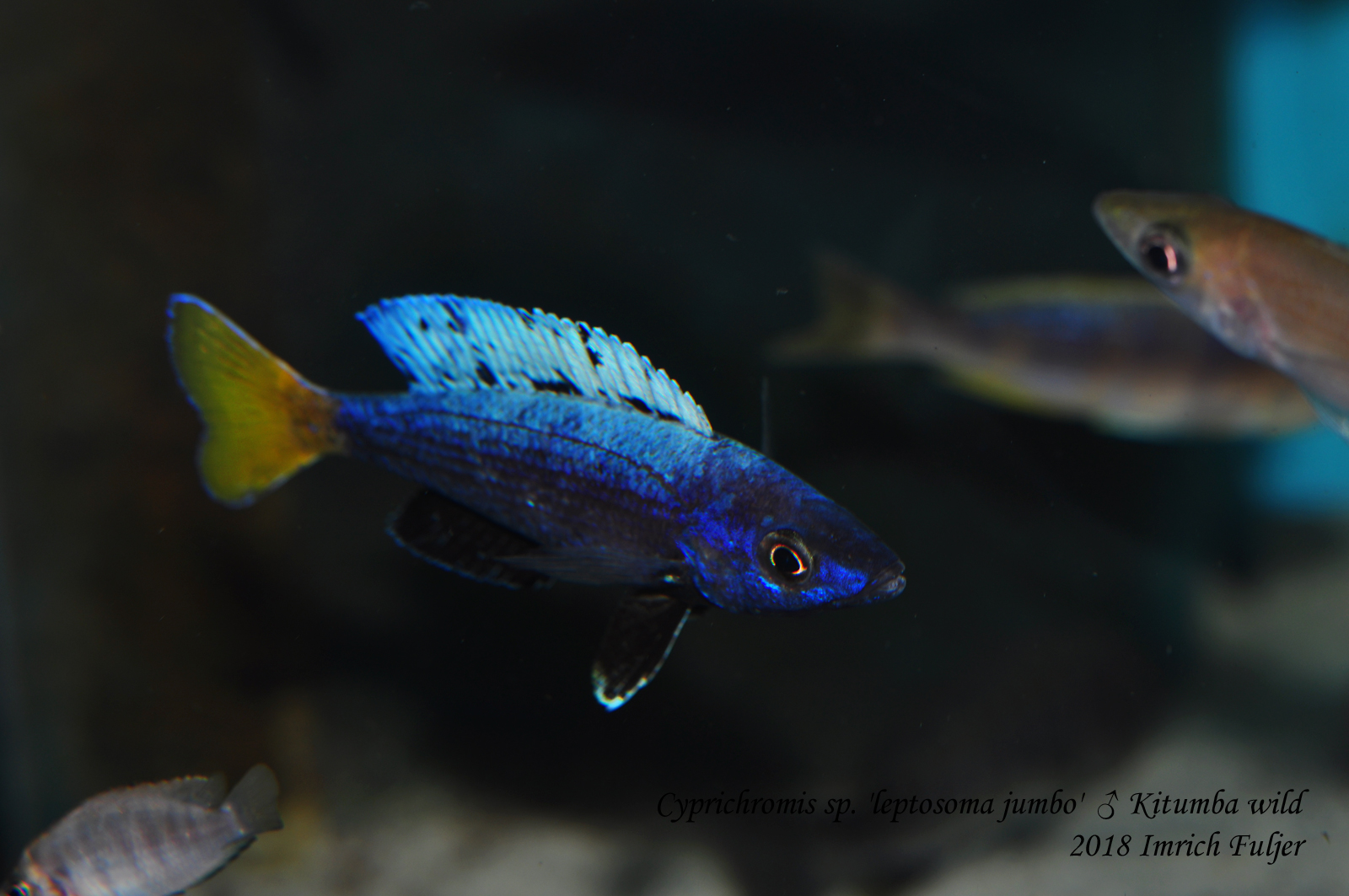 Cyprichromis sp. 'leptosoma jumbo' Kitumba