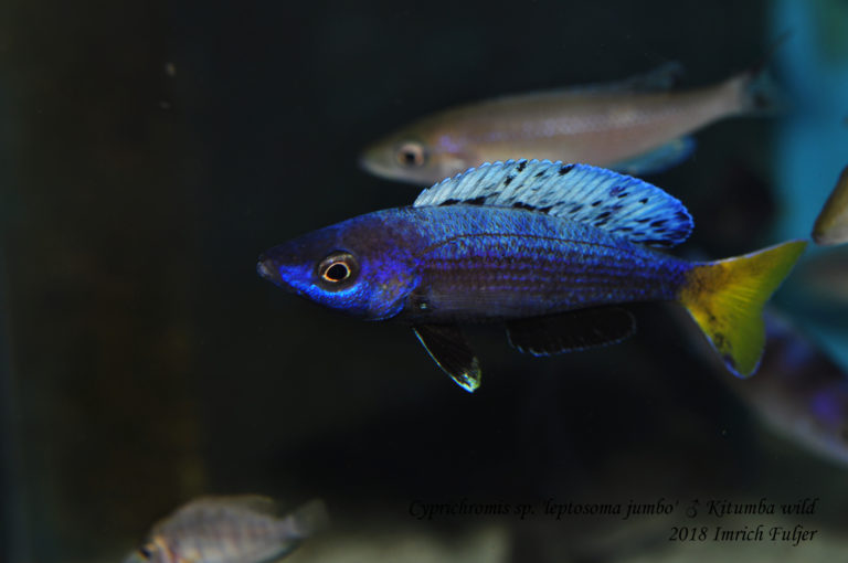 Cyprichromis sp. 'leptosoma kitumba' ♂ Kitumba