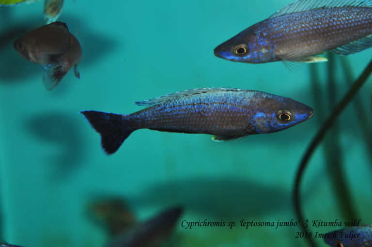 Cyprichromis sp. 'leptosoma jumbo' Kitumba