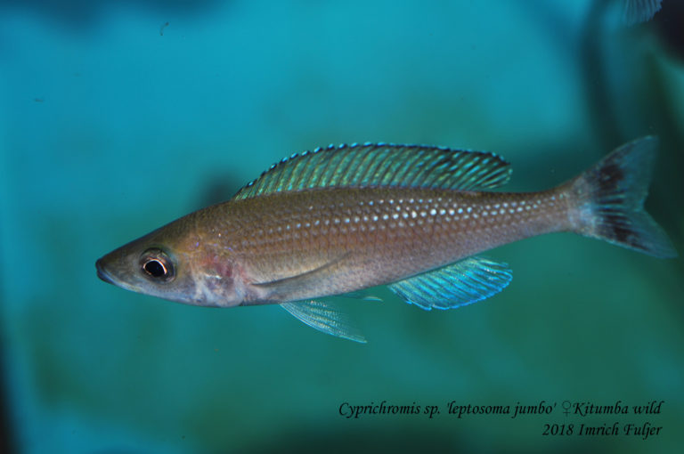 Cyprichromis sp. 'leptosoma jumbo' ♀ Kitumba