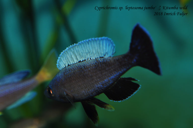 Cyprichromis sp. 'leptosoma jumbo' ♂ Kitumba