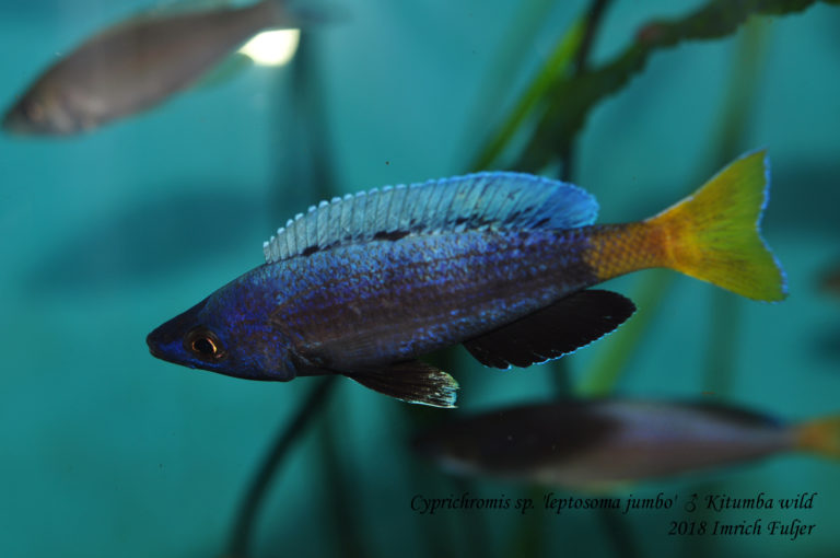 Cyprichromis sp. 'leptosoma jumbo' ♂ Kitumba