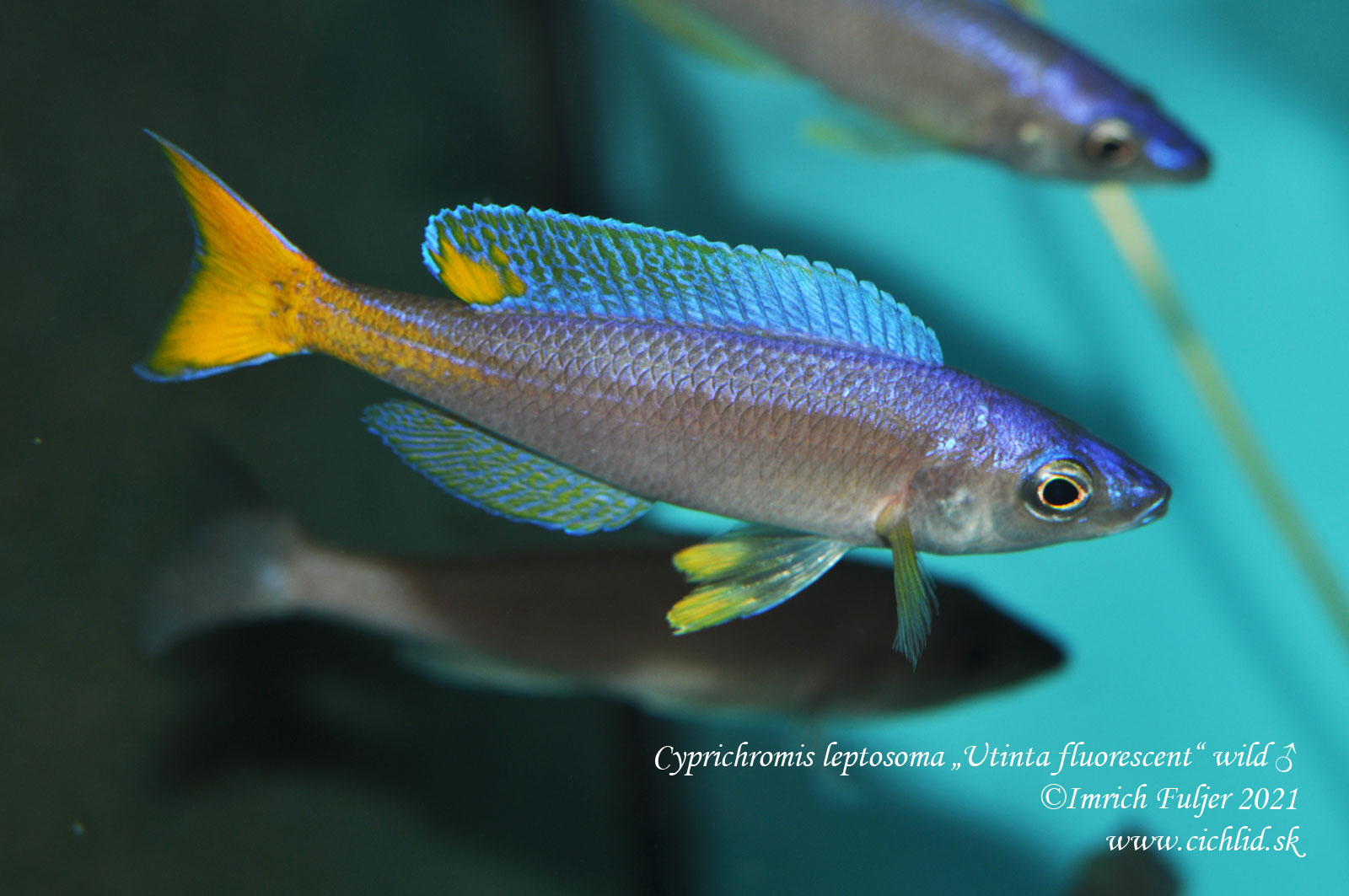 Cyprichromis leptosoma „Utinta fluorescent“