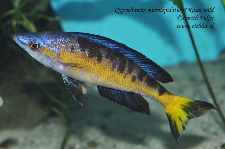 Cyprichromis microlepidotus ♂Kasai wild ©Imrich Fuljer www.cichlid.sk