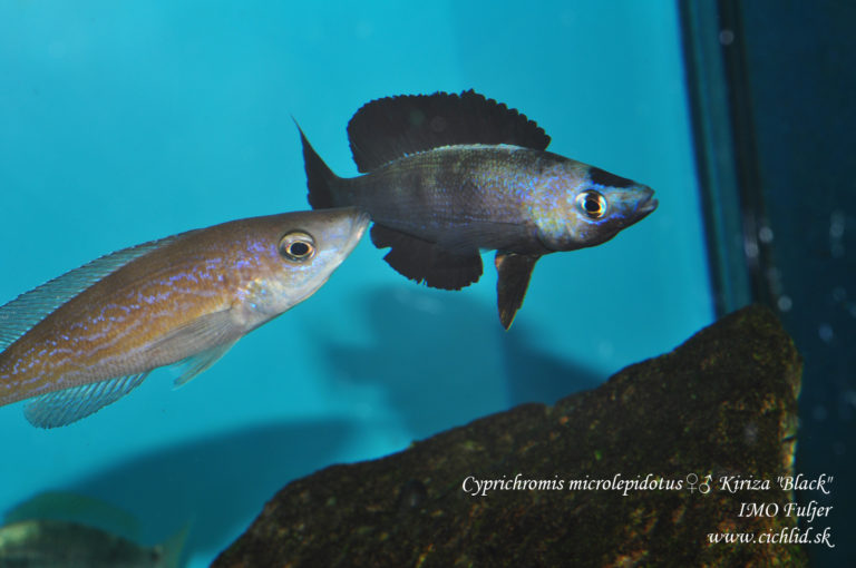 Cyprichromis microlepidotus Kiriza "Black"