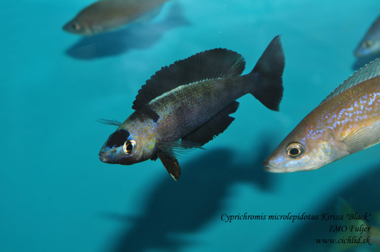 Cyprichromis microlepidotus Kiriza "Black"