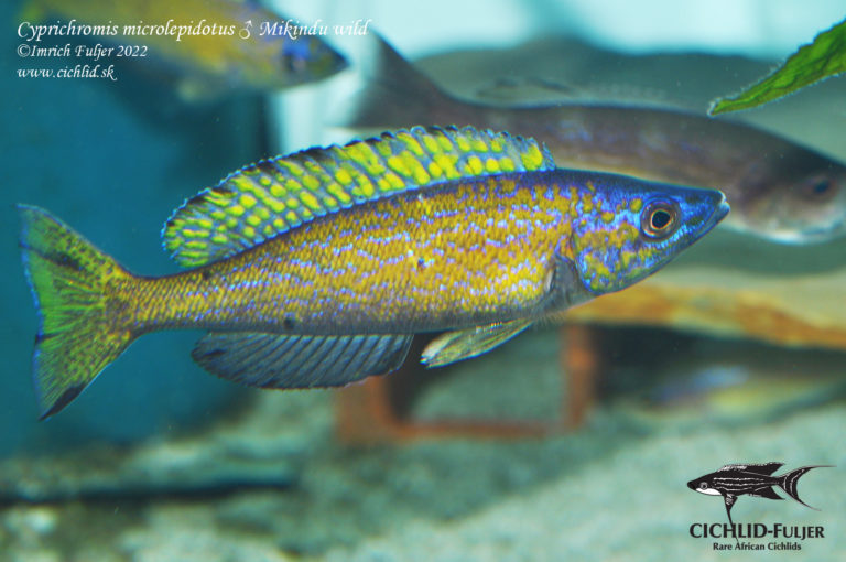 Cyprichromis microlepidotus Mikindu