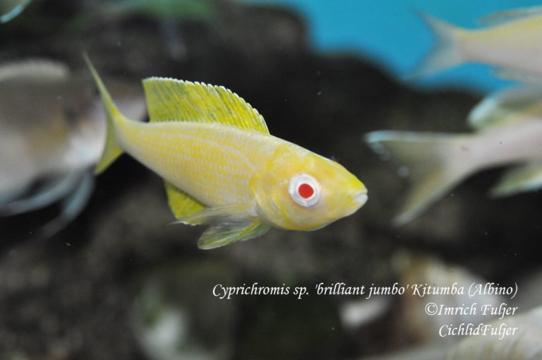 Cyprichromis sp. 'brilliant jumbo' Kitumba