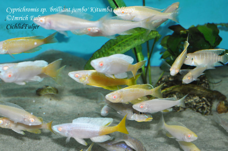 Cyprichromis sp. 'brilliant jumbo' Kitumba