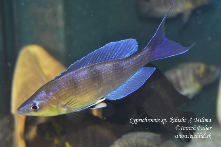 Cyprichromis sp. 'kibishi' Milima