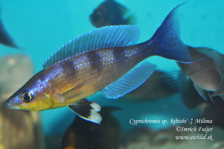 Cyprichromis sp. 'kibishi' Milima