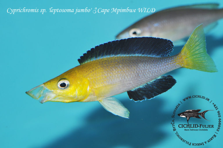 Cyprichromis sp. 'leptosoma jumbo' Cape Mpimbwe